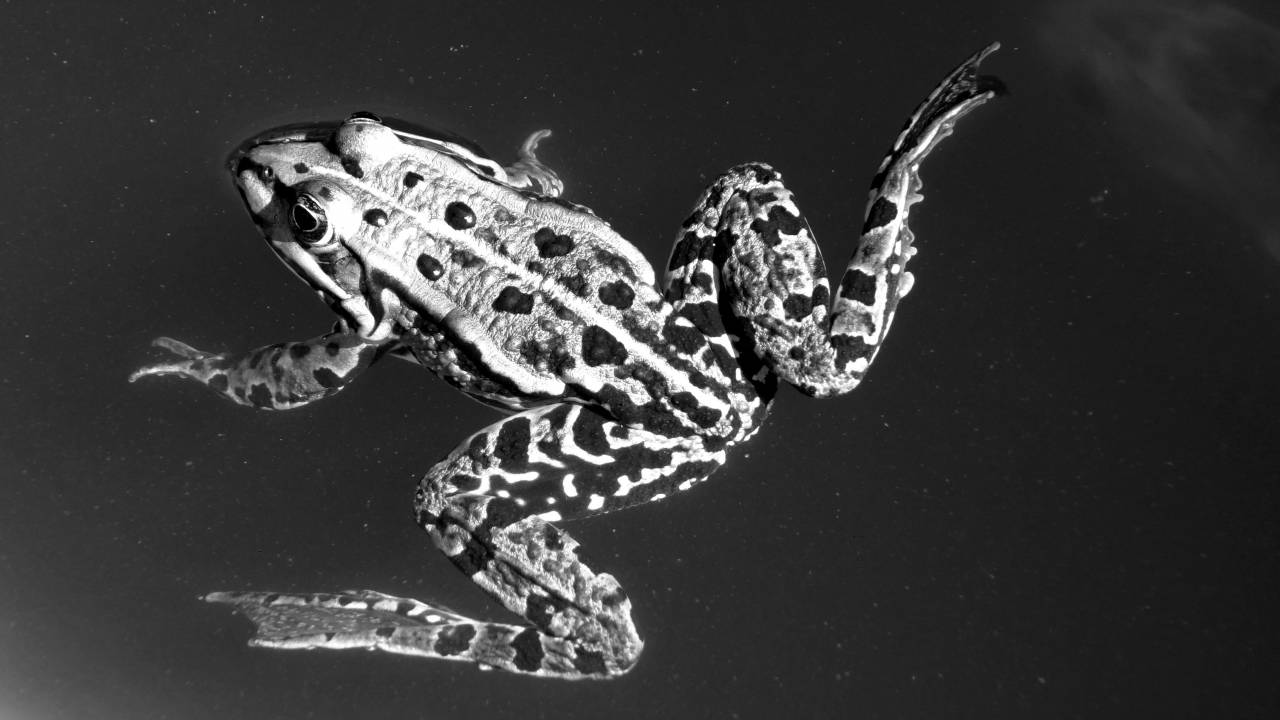   water  nature  animal  pond  green  frog  — free black and white photo