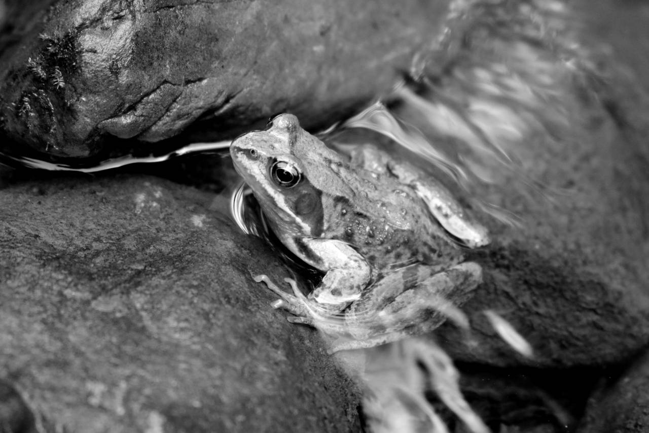   water  nature  animal  river  wildlife  toad  — free black and white photo