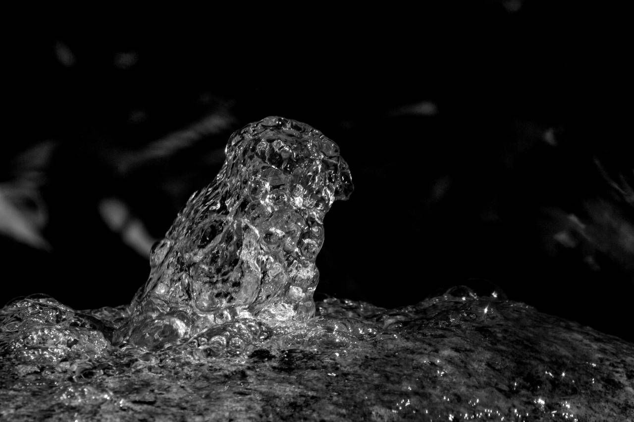   water  nature  stone  wildlife  frog  — free black and white photo