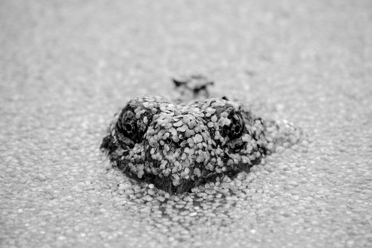   water  swamp  leaf  flower  animal  pond  — free black and white photo