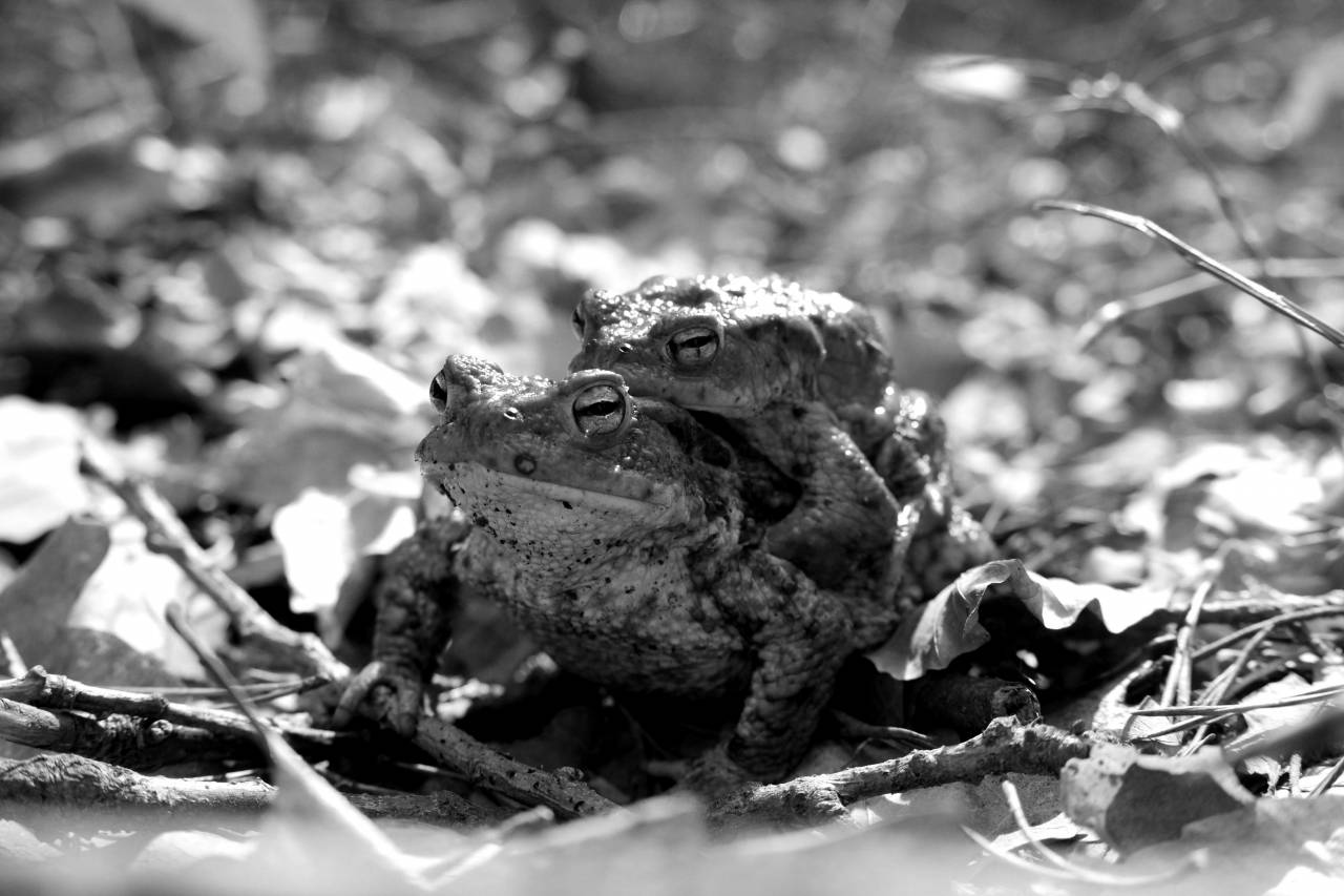   wildlife  autumn  brown  frog  amphibian  — free black and white photo