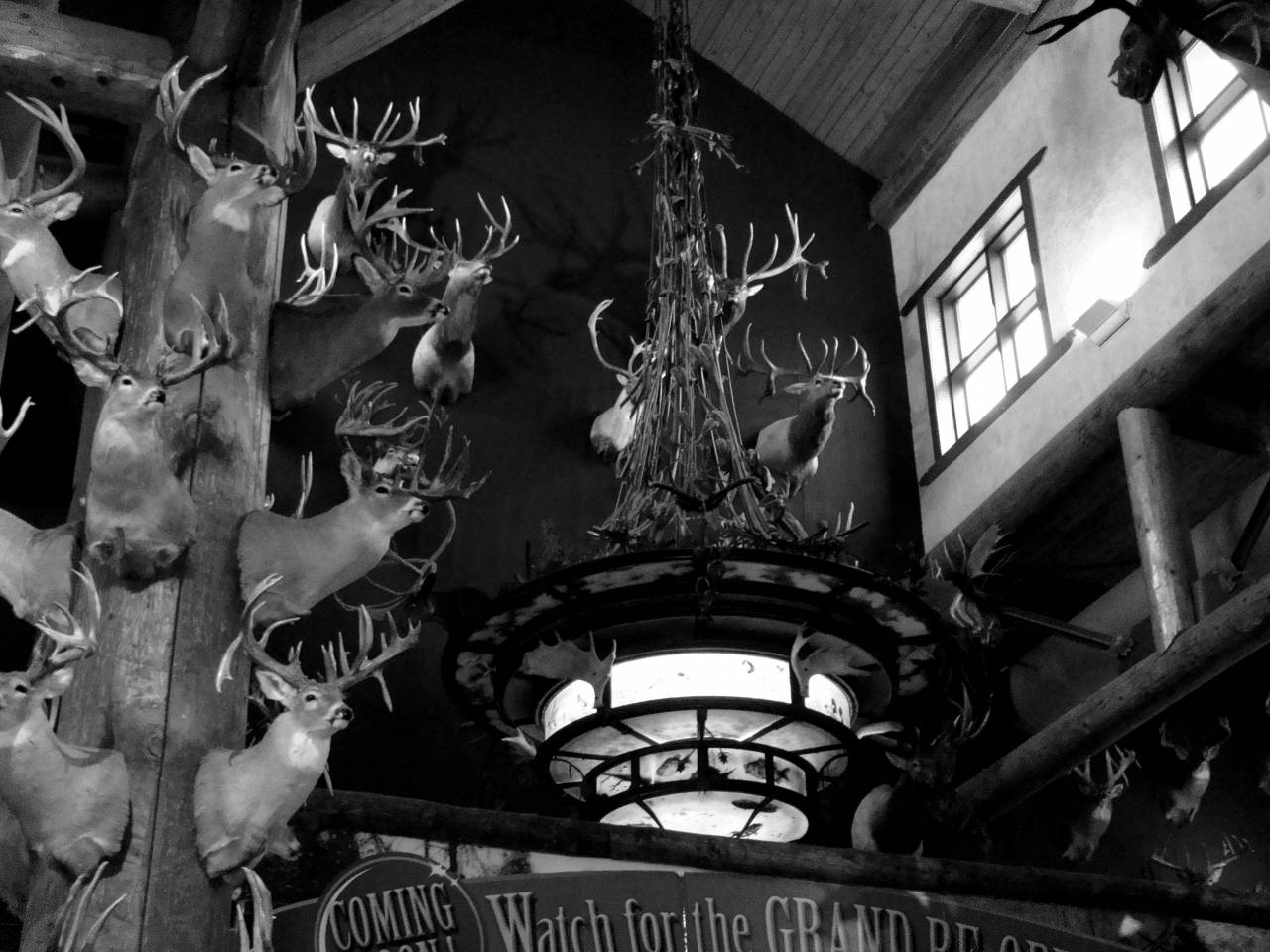   window  wall  male  deer  horn  amusement  — free black and white photo