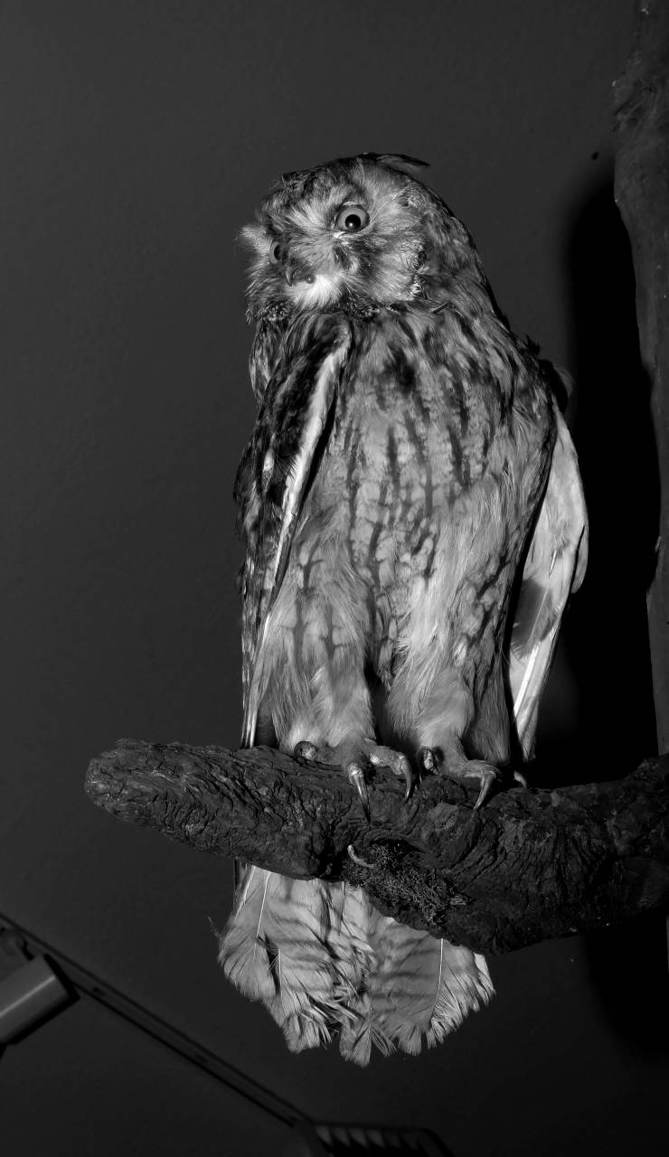   wing  view  beak  hawk  fauna  raptor  bird  — free black and white photo