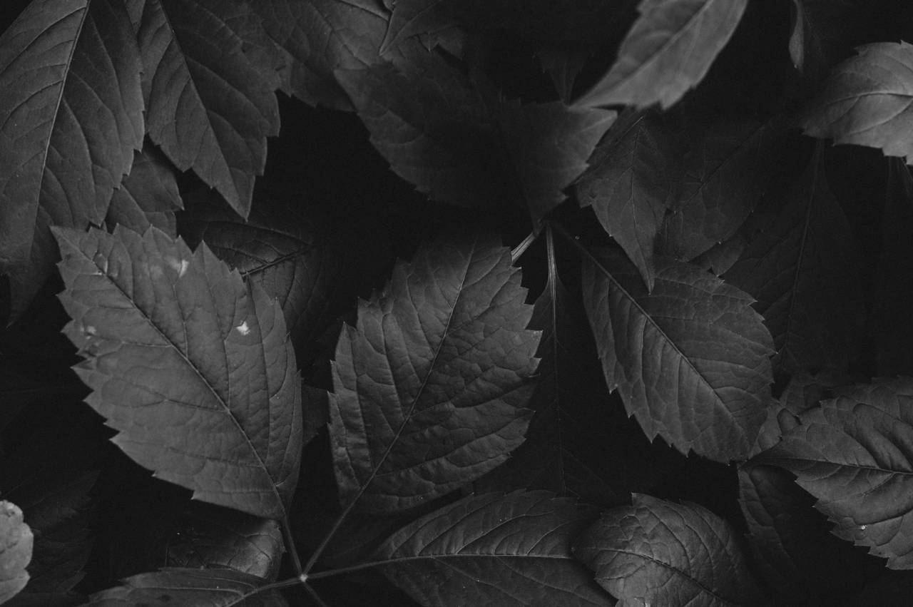   background  close up  color  colour  dark  — free black and white photo