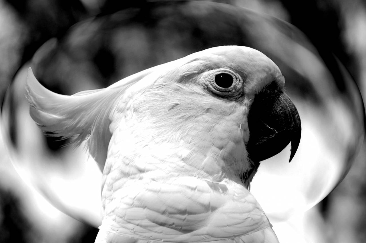   bird  wing  black and white  animal  — free black and white photo