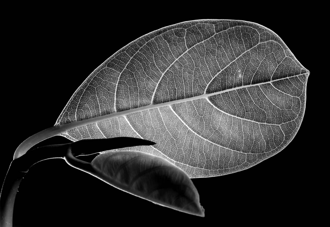   branch  flower  green  produce  botany  — free black and white photo