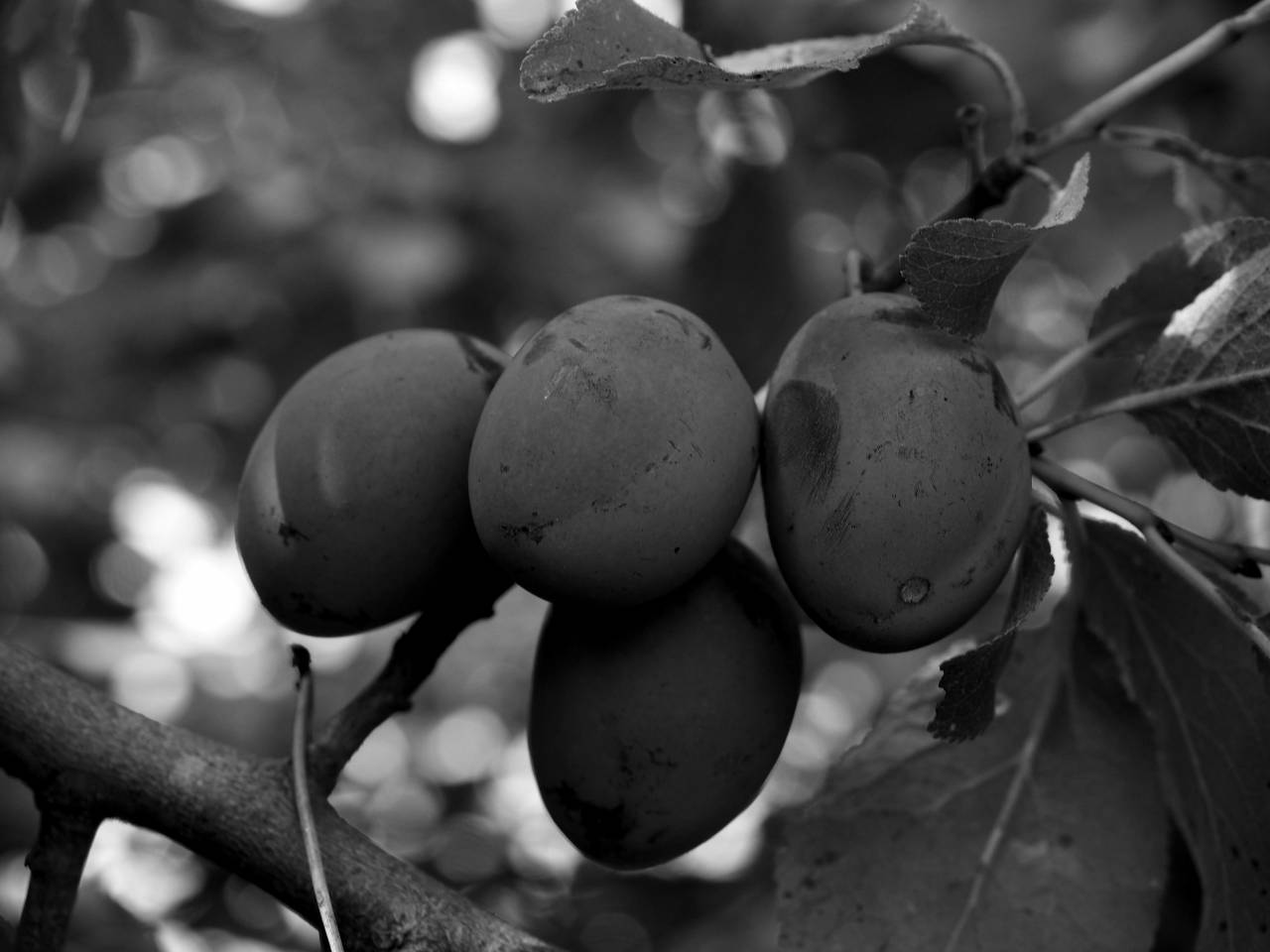  branch  fruit  berry  flower  purple  food  — free black and white photo