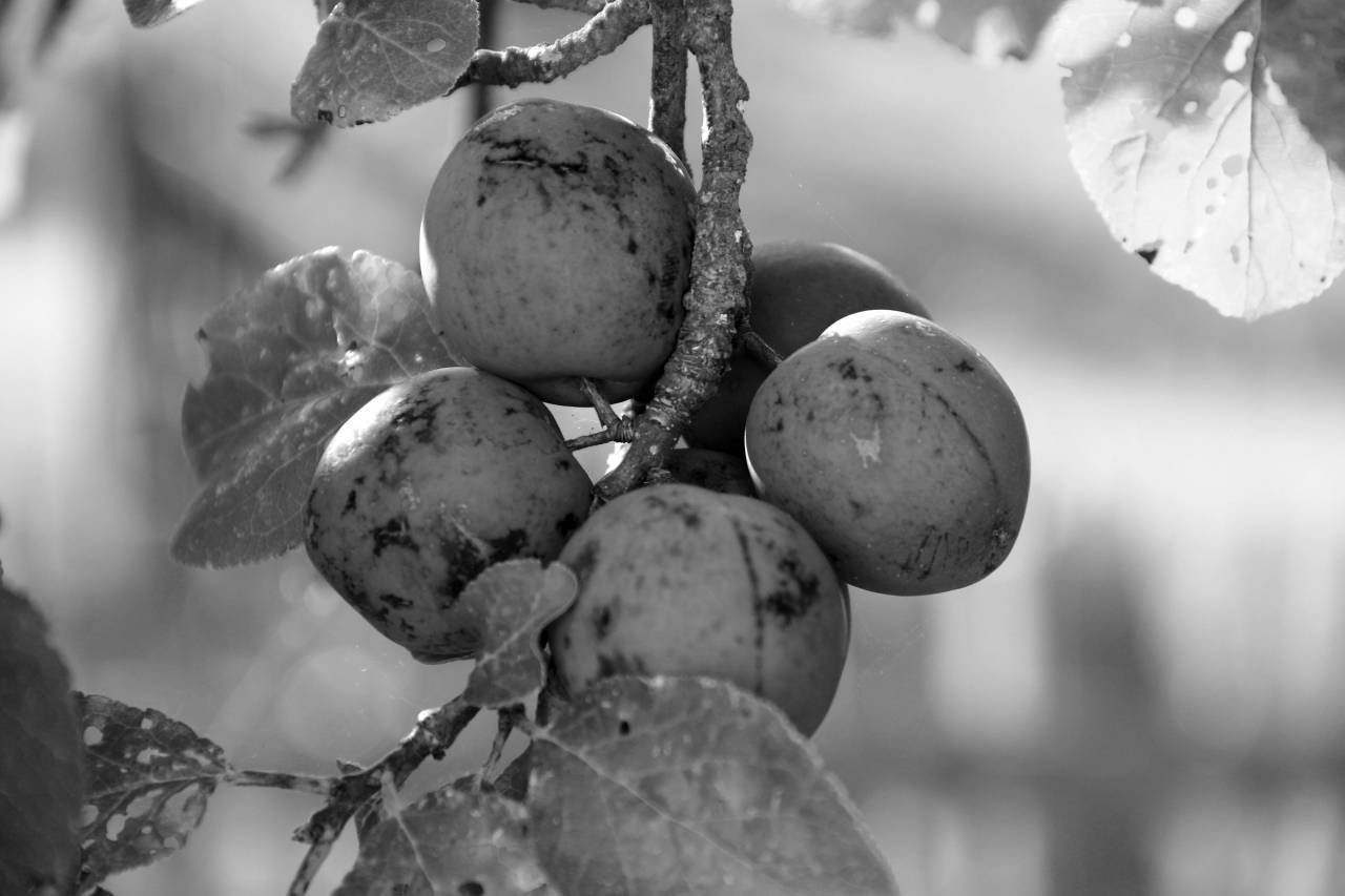   branch  fruit  berry  flower  ripe  food  — free black and white photo