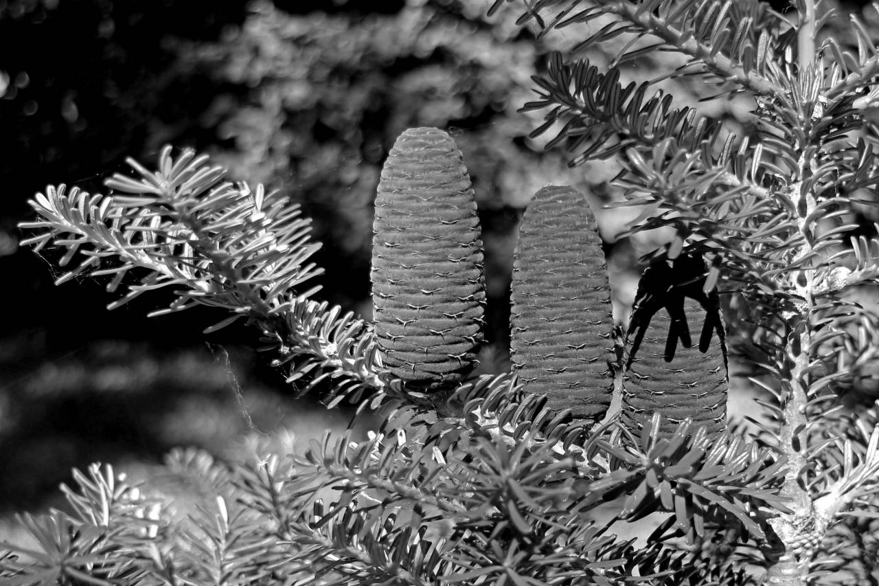   branch  leaf  flower  dark  green  jungle  — free black and white photo