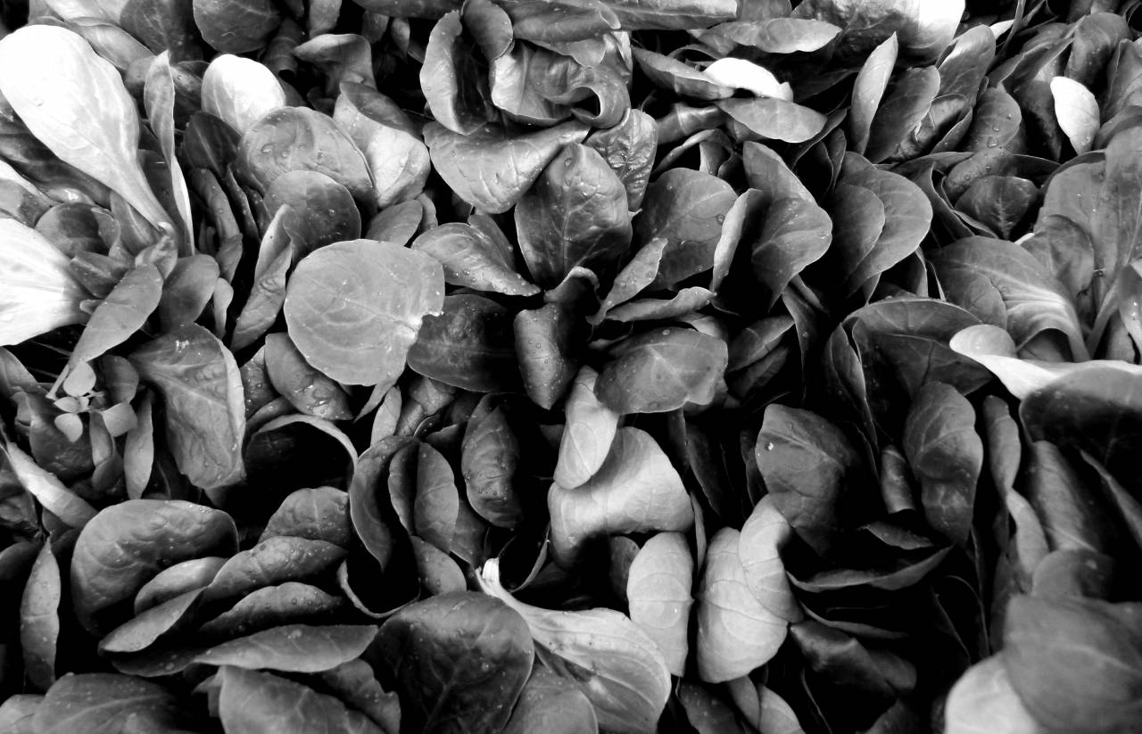   flower  food  green  produce  fresh  market  — free black and white photo