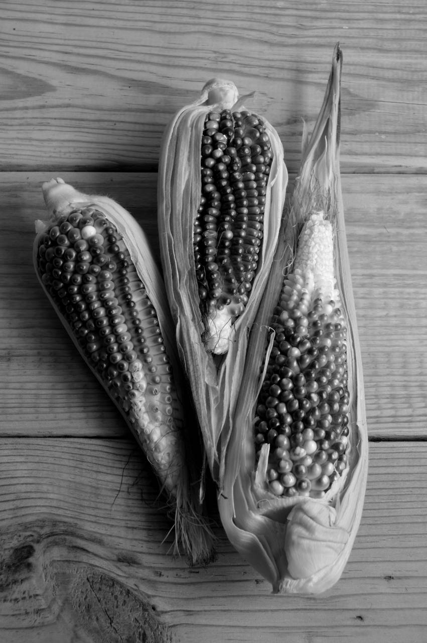   grain  fruit  leaf  flower  wet  isolated  — free black and white photo