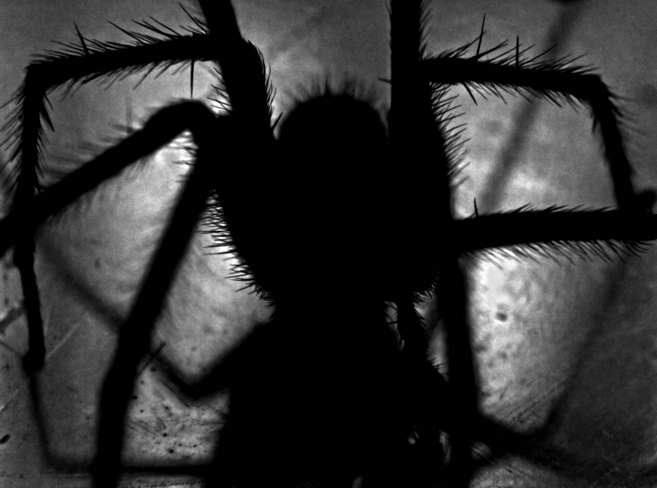   hand  nature  wing  black and white  vintage  — free black and white photo