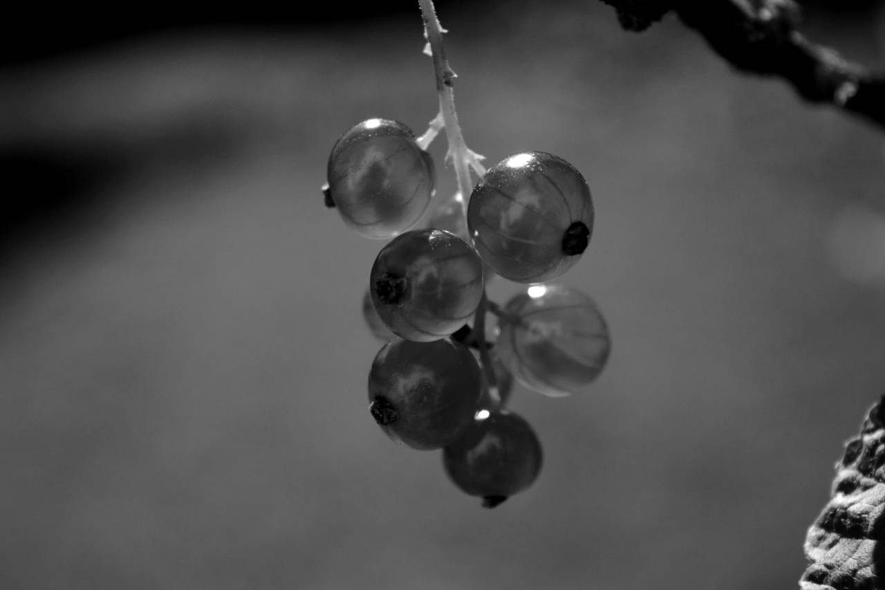   nature  branch  blossom  berry  sweet  leaf  — free black and white photo