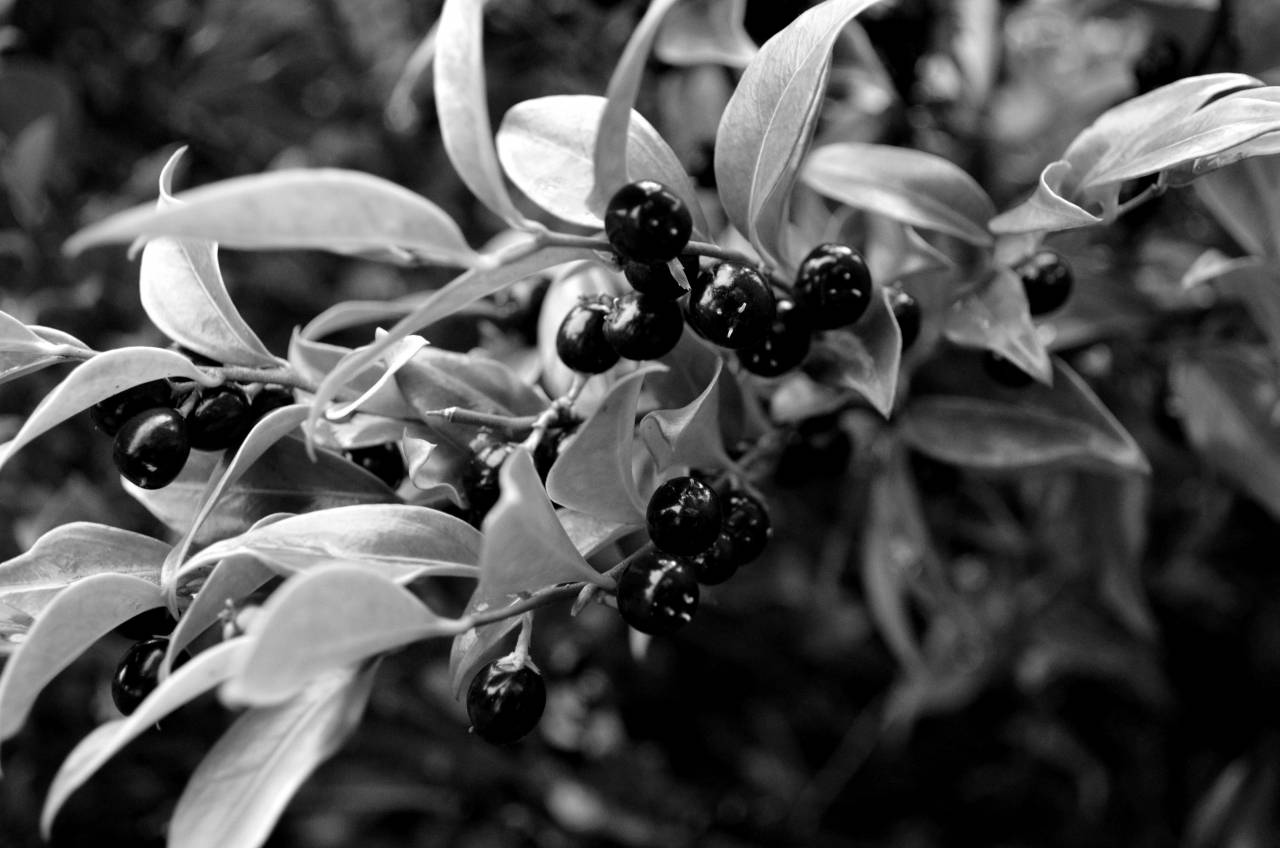   nature  branch  fruit  berry  flower  — free black and white photo