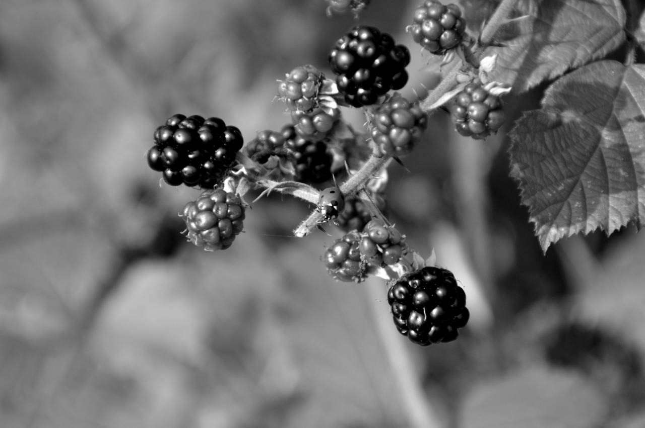   nature  branch  fruit  berry  flower  ripe  — free black and white photo