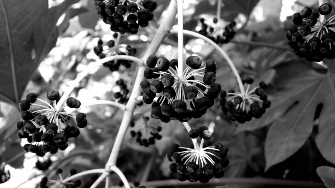   nature  fruit  berry  flower  food  produce  — free black and white photo