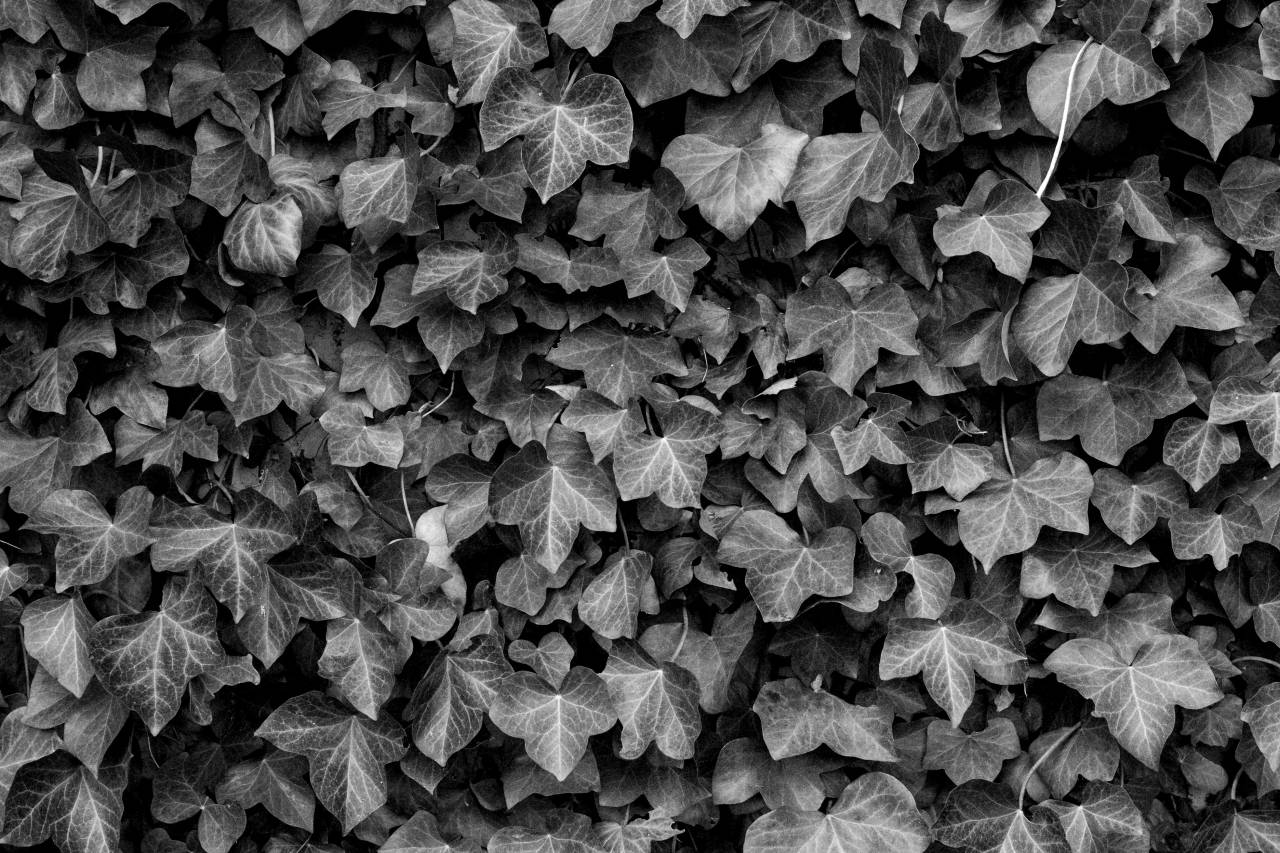   nature  texture  flower  herb  climber  — free black and white photo