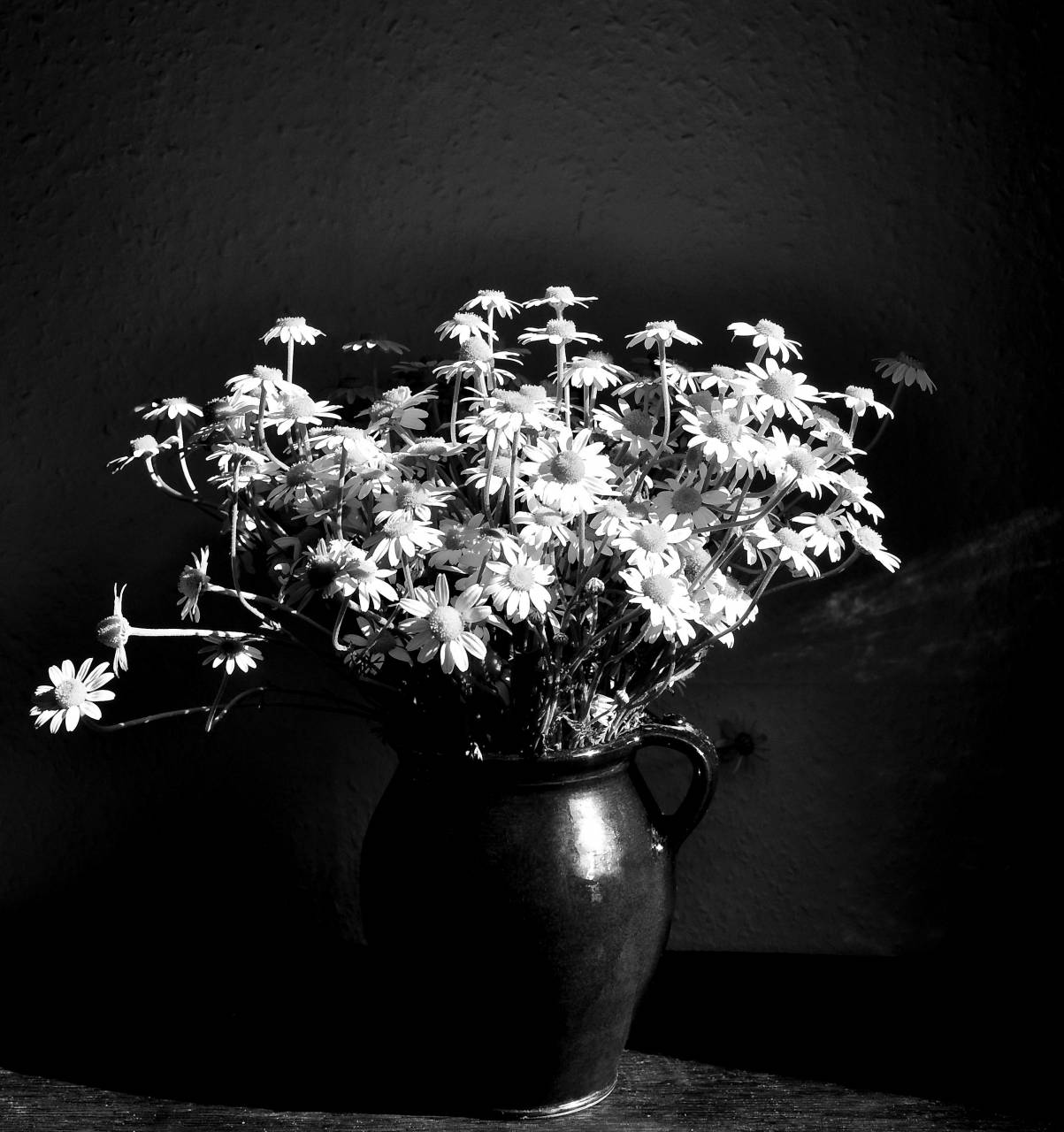   nature  white  summer  yellow  flora  still  — free black and white photo