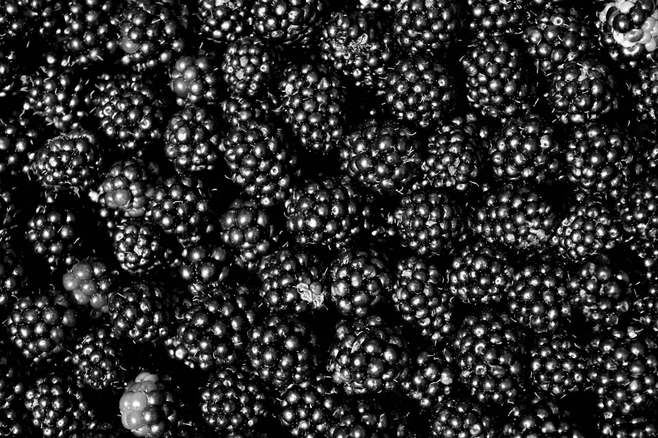   plant  fruit  berry  dark  food  produce  — free black and white photo