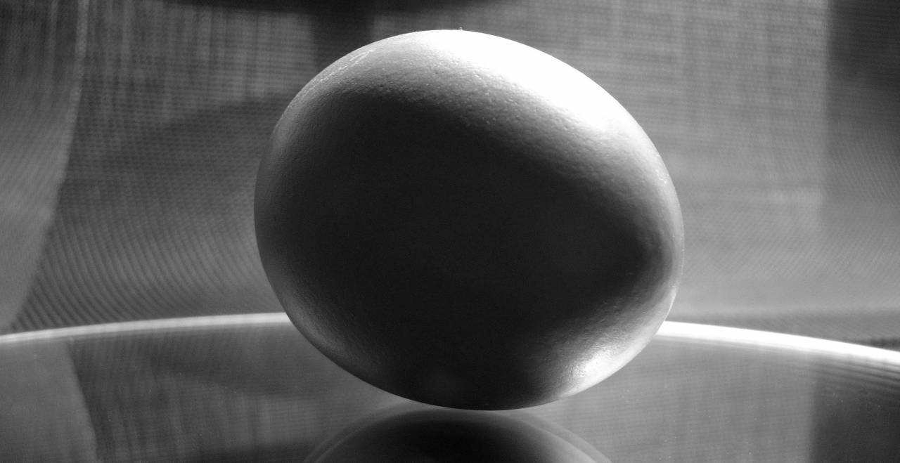   sun  fruit  flower  orange  food  produce  — free black and white photo