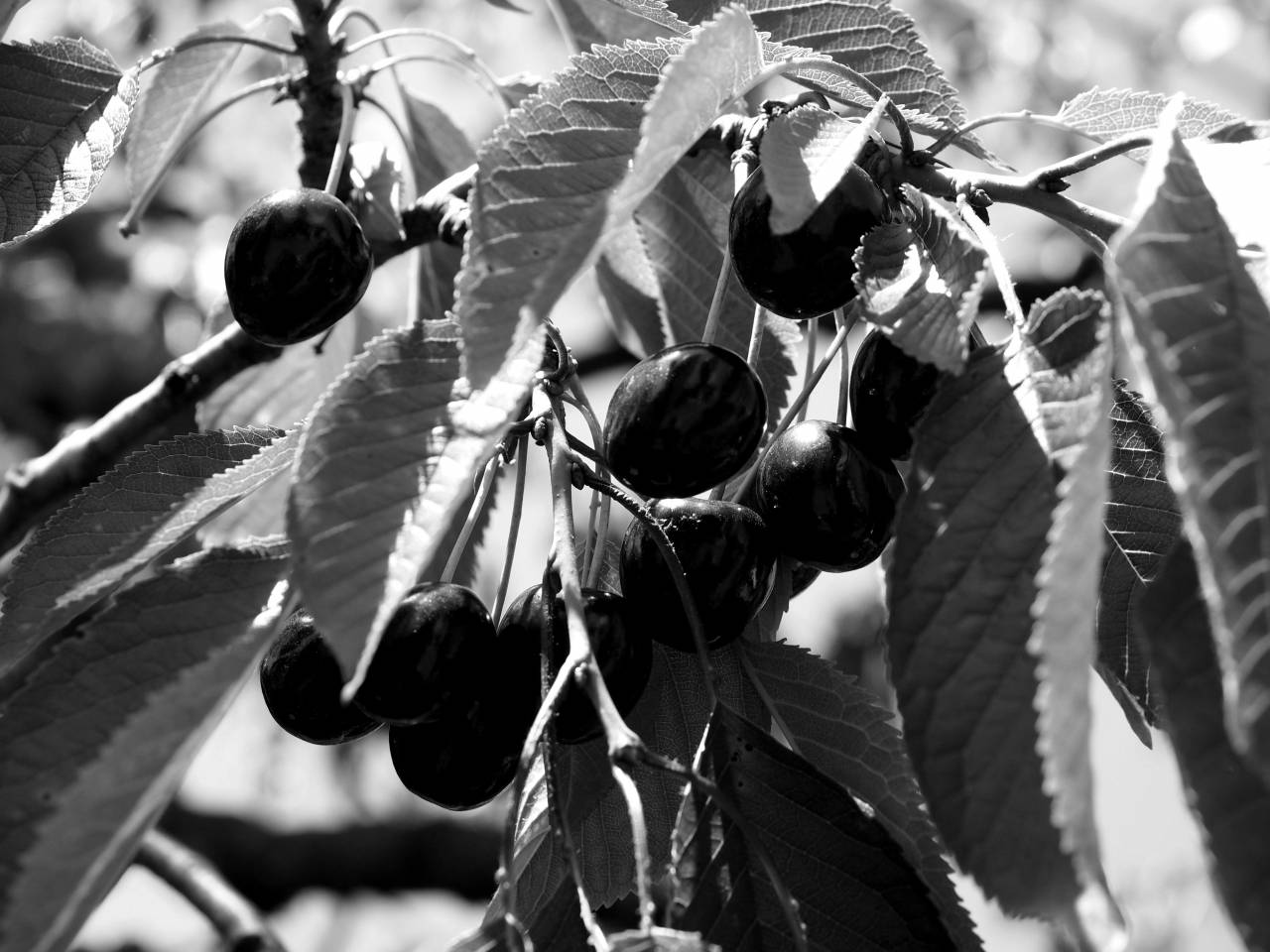   tree  branch  blossom  fruit  leaf  flower  — free black and white photo