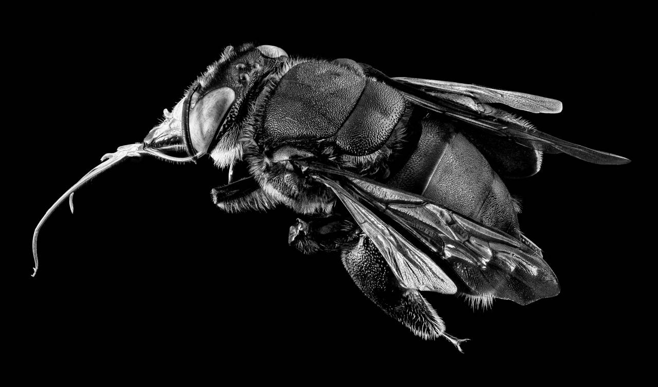   wing  purple  fly  jungle  fauna  — free black and white photo