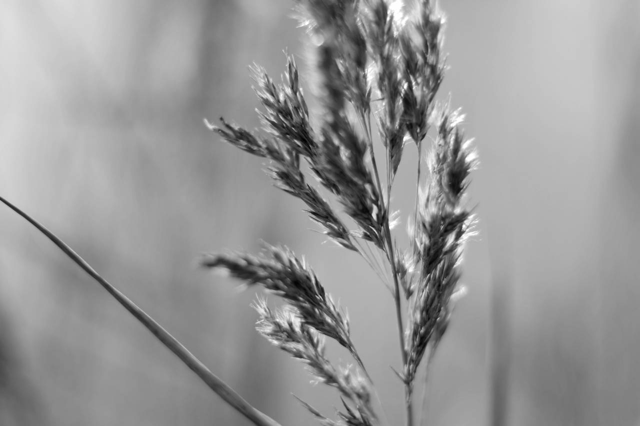   branch  field  sunlight  flower  crop  — free black and white photo