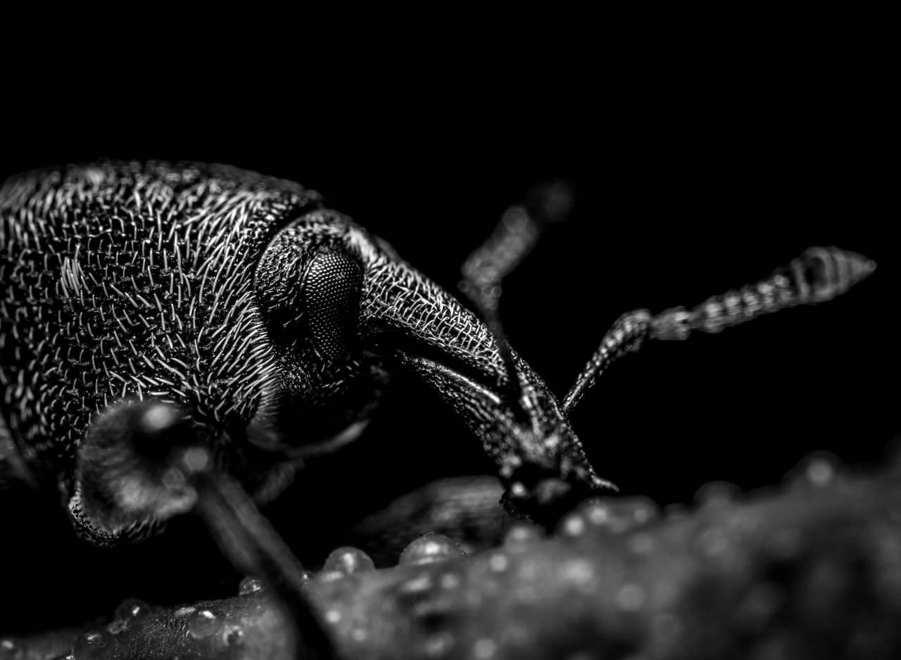   bug  macro photography  close up  — free black and white photo