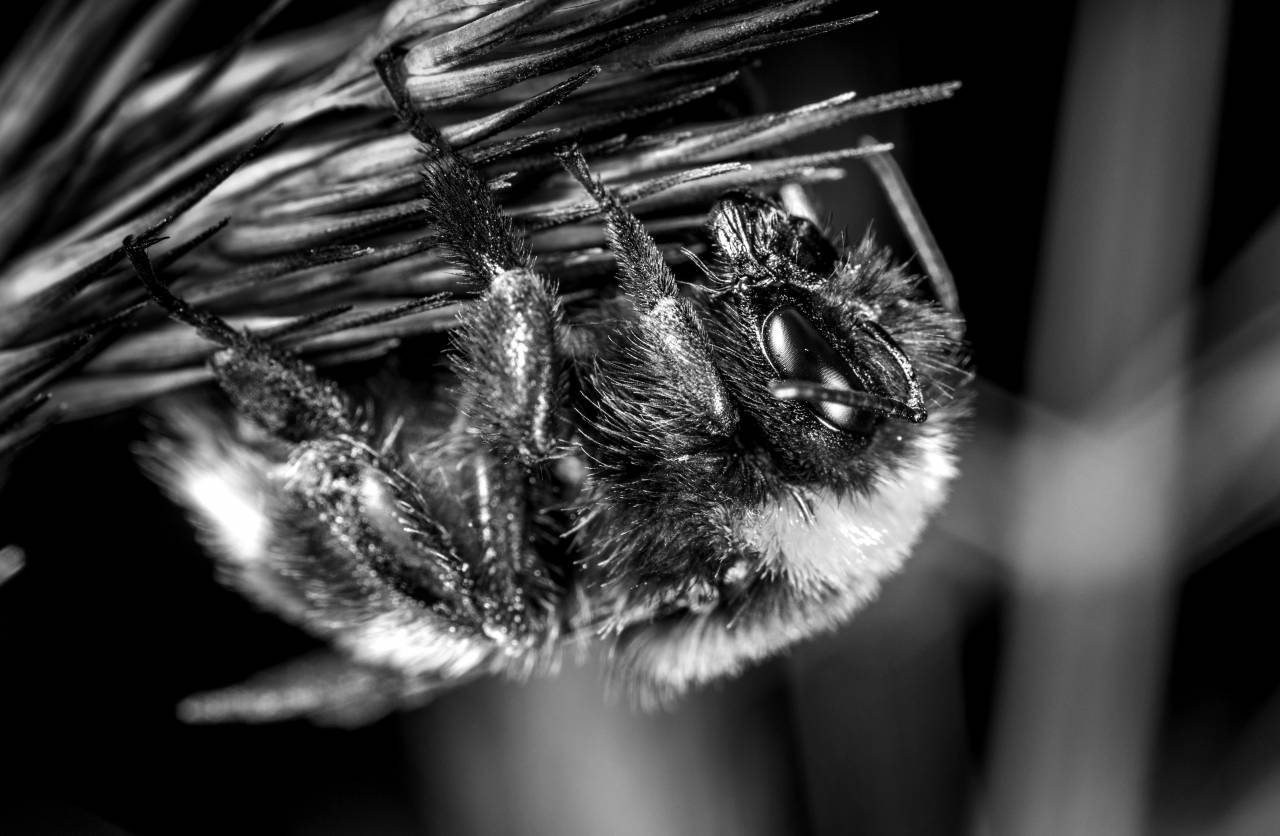   bumblebee  invertebrate  macro photography  — free black and white photo