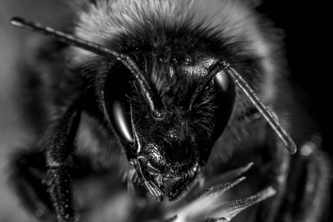   bumblebee  portrait  honey bee  membrane  — free black and white photo