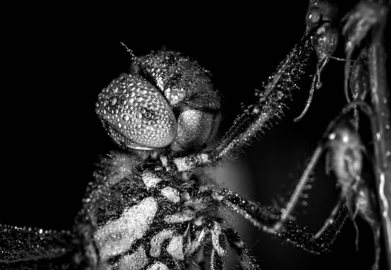   dragonfly  dew  macro photography  — free black and white photo