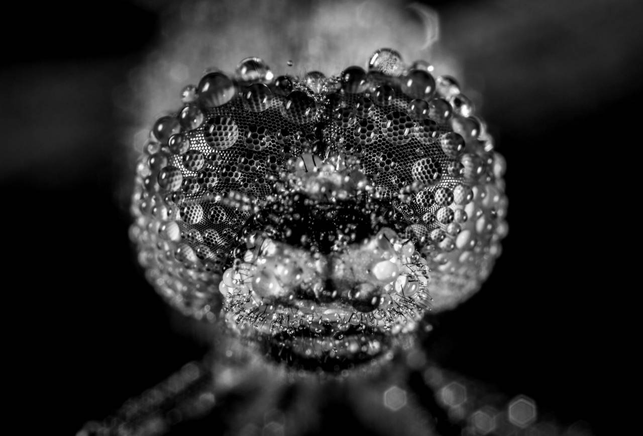   dragonfly  portrait  water  macro  — free black and white photo