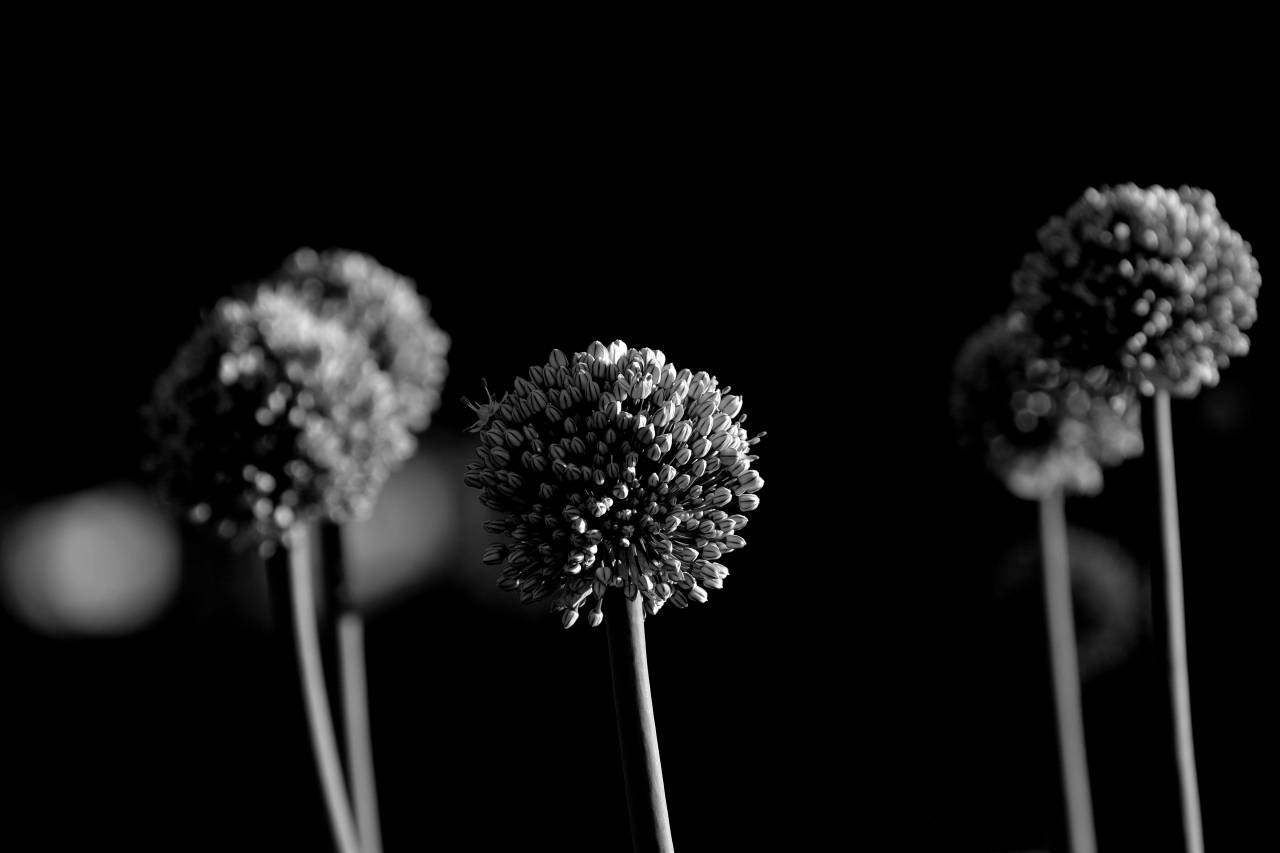   flower  bloom  green  produce  botany  flora  — free black and white photo