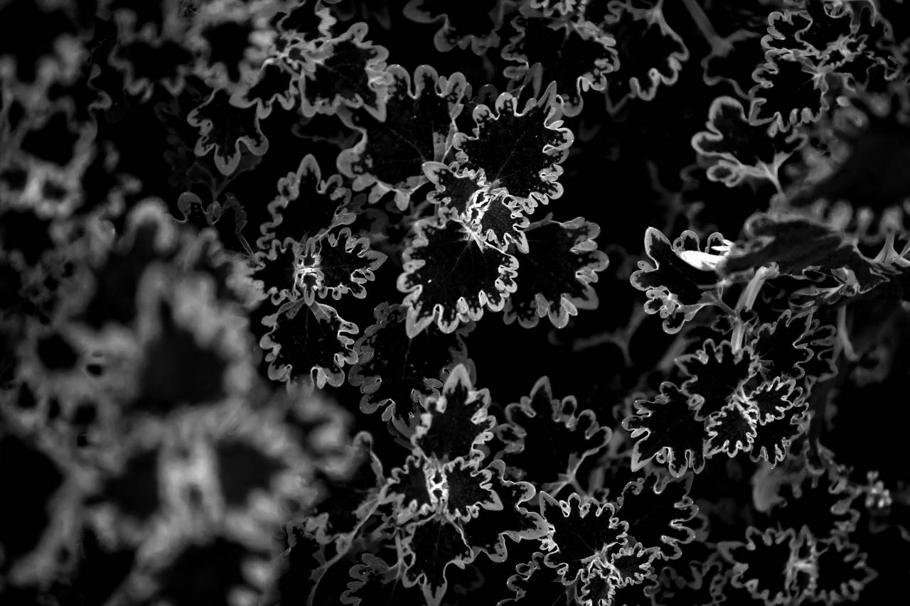   flower  flora  coral reef  invertebrate  — free black and white photo