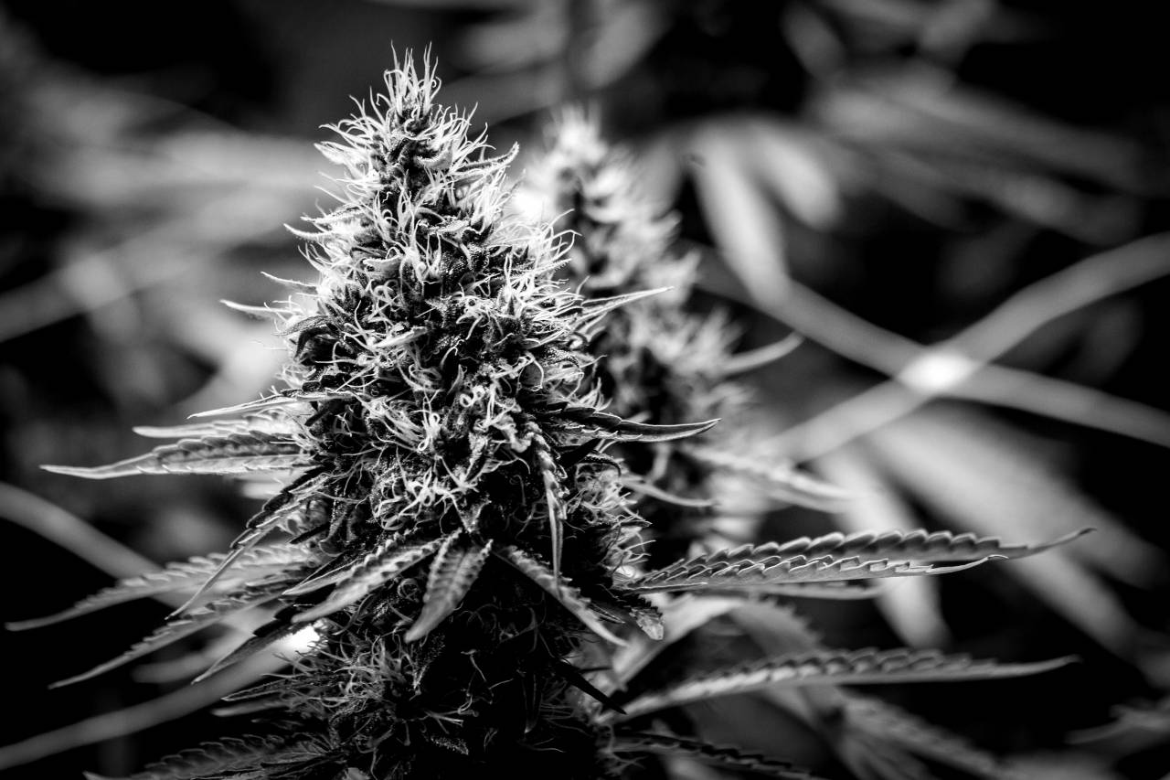   flower  produce  botany  flora  bud  macro  — free black and white photo