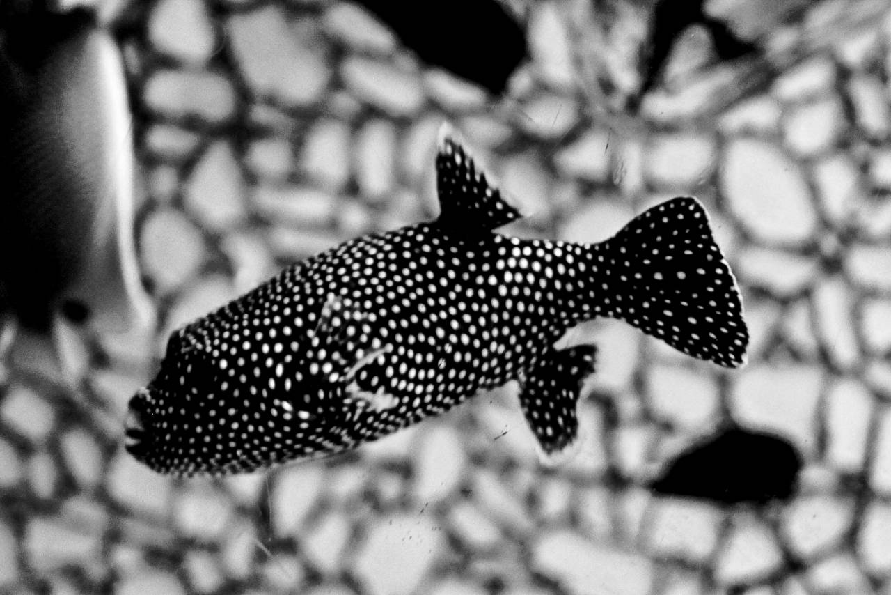   flower  underwater  blue  fish  reef  macro  — free black and white photo