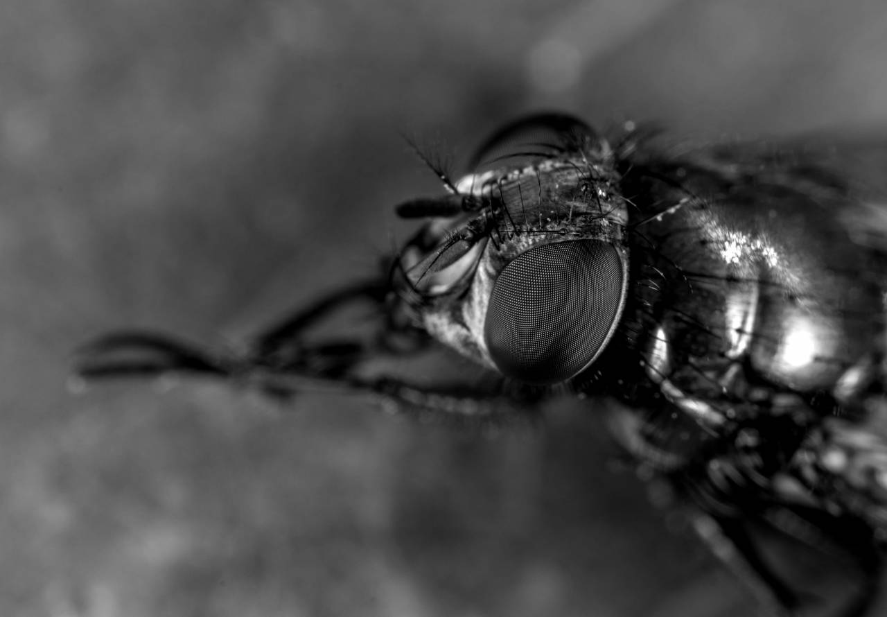   fly  eyes  paws  pest  macro photography  — free black and white photo