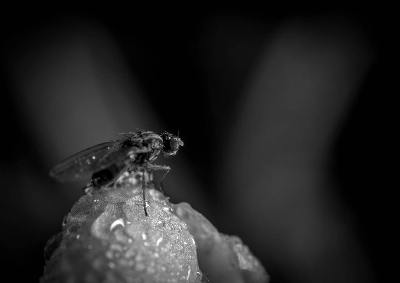   fly  macro photography  pest  close up  — free black and white photo
