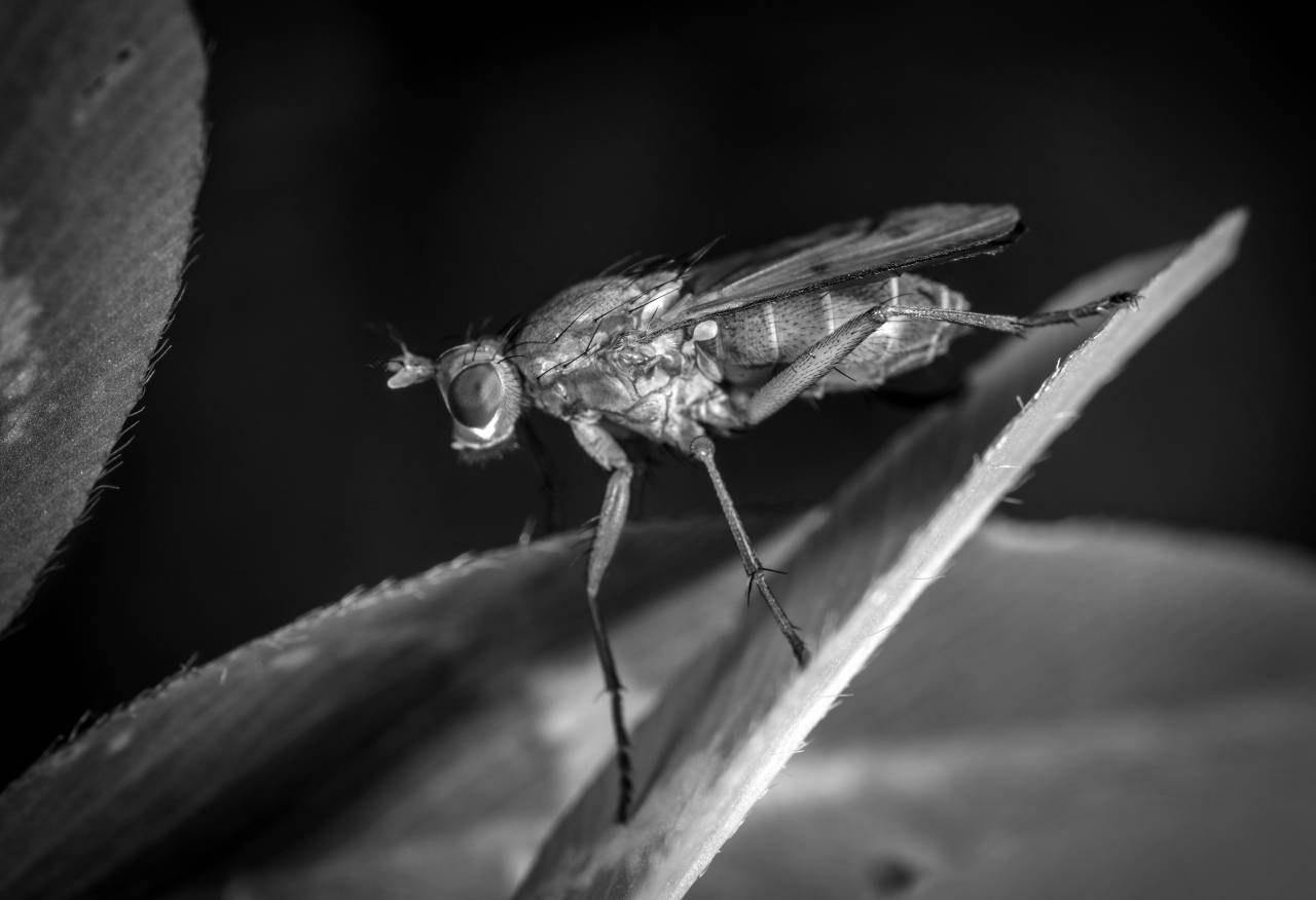   fly  pest  macro photography  fauna  — free black and white photo