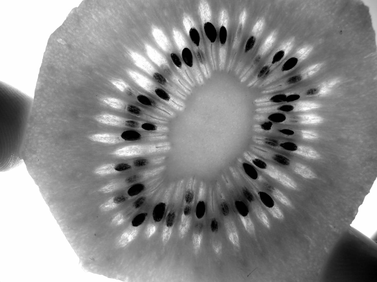   fruit  leaf  flower  food  green  produce  — free black and white photo