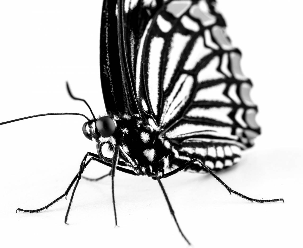   insect  fauna  invertebrate  close up  — free black and white photo