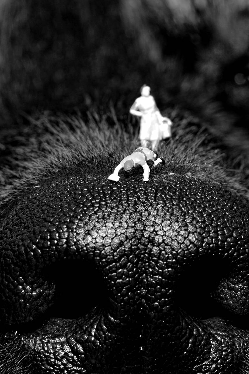   leaf  flower  dog  red  black  close up  eye  — free black and white photo