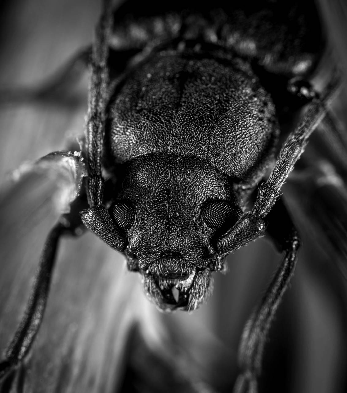   macro photography  invertebrate  close up  — free black and white photo