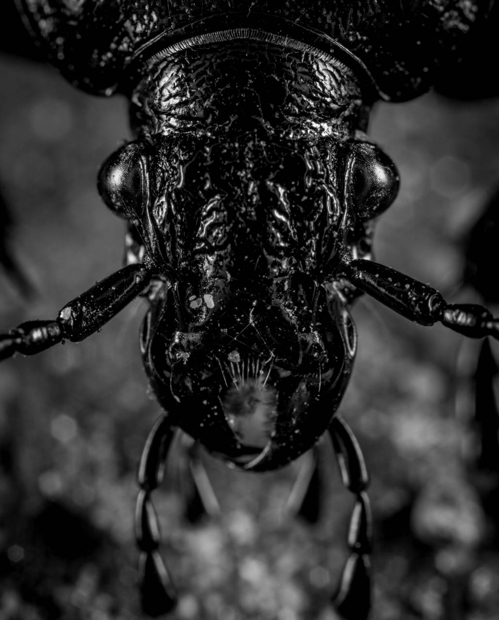  macro photography  invertebrate  terrestrial  — free black and white photo
