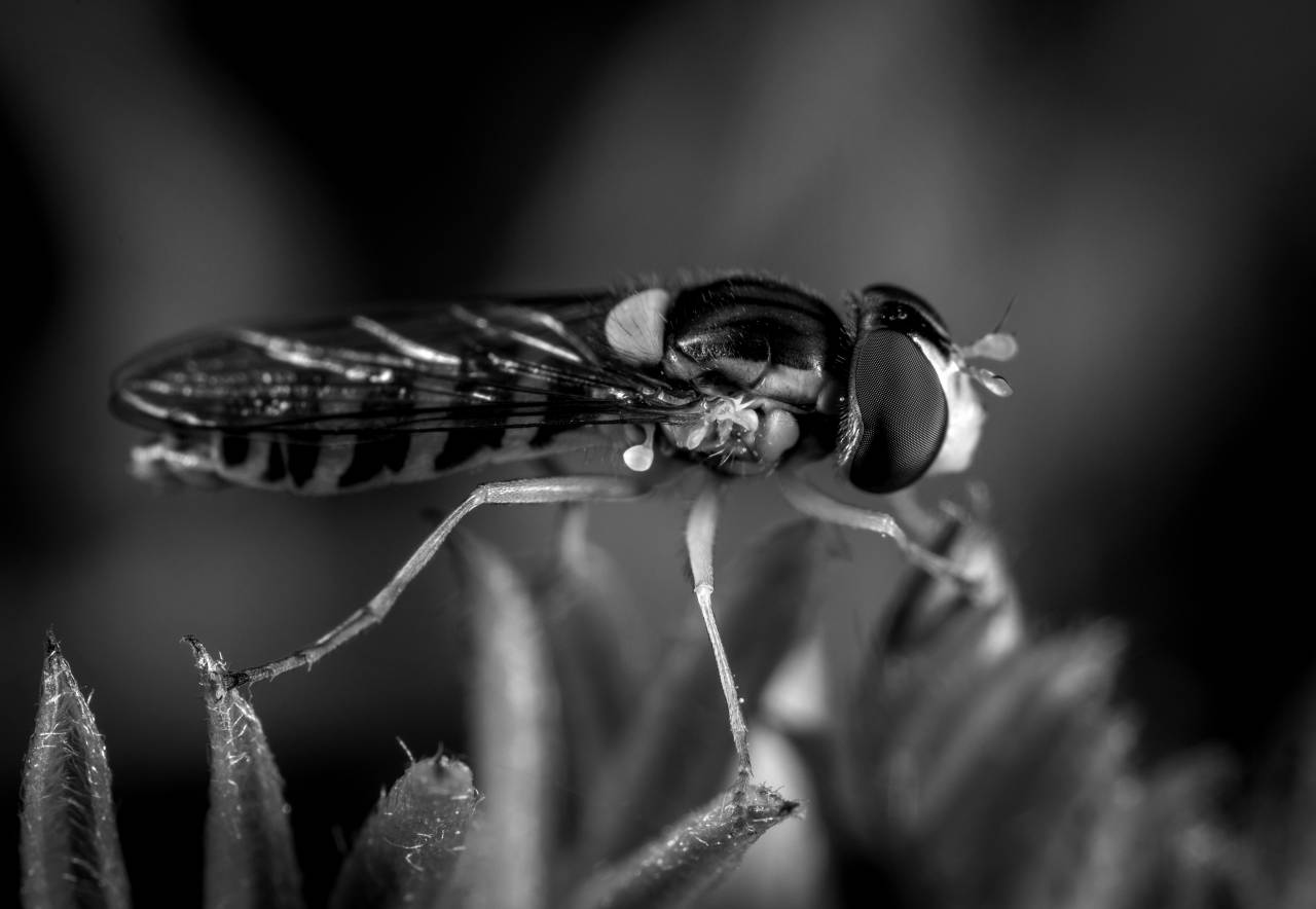   macro photography  pest  fly  close up  — free black and white photo