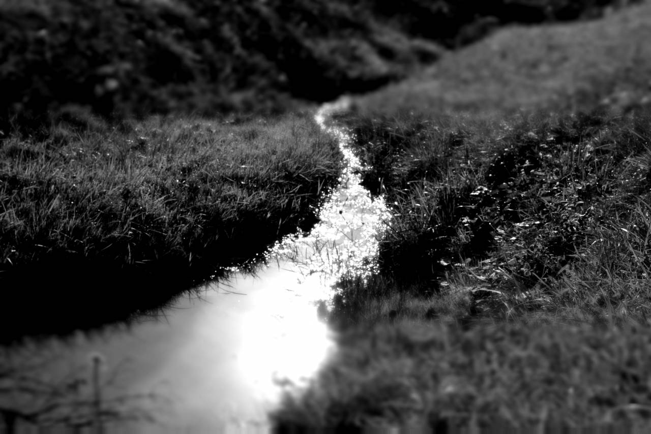   macro photography  zoom  small  focus  — free black and white photo