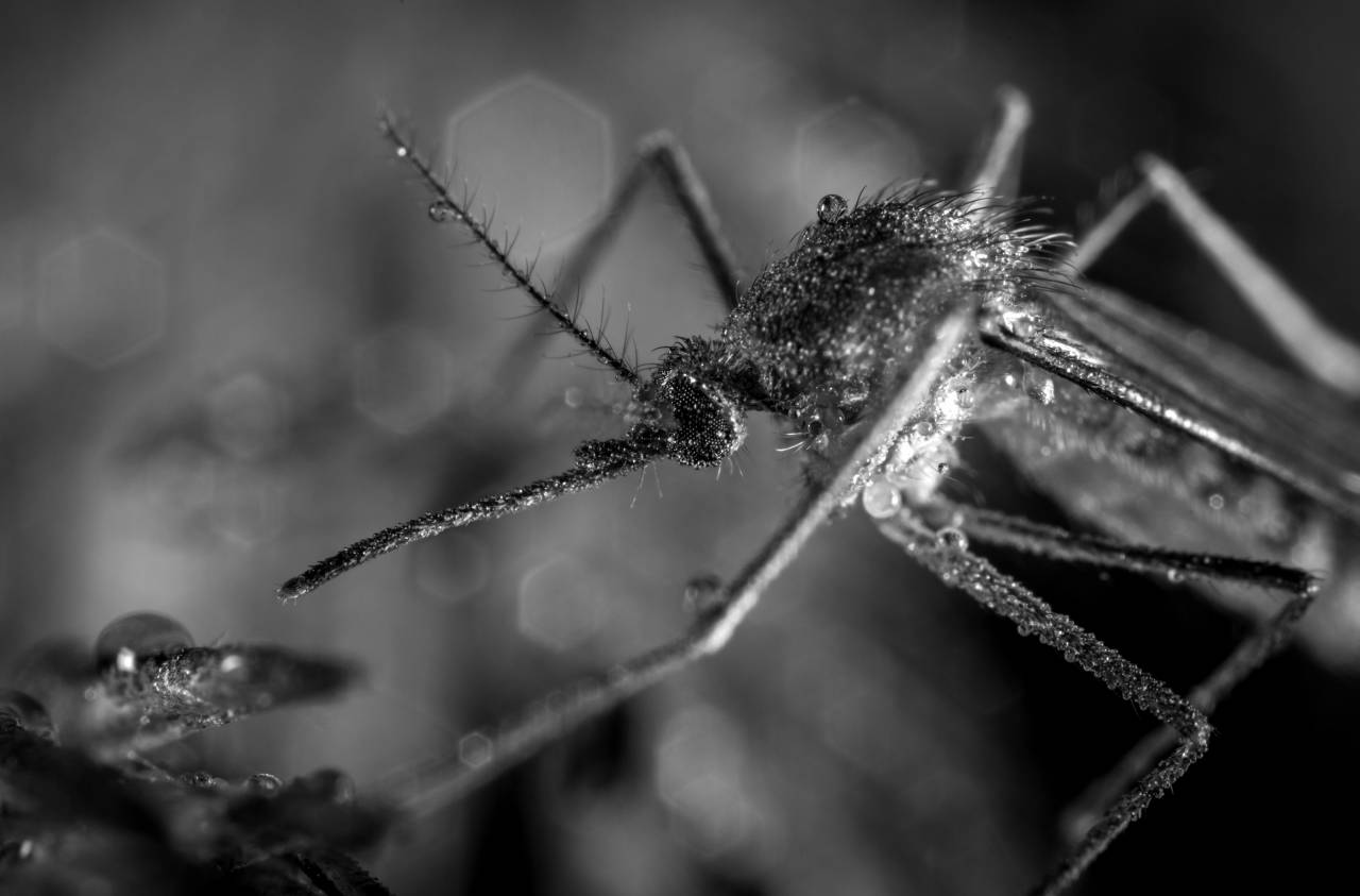   mosquito  dew  macro photography  pest  — free black and white photo