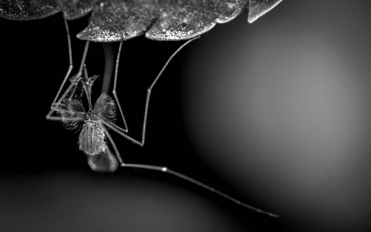   mosquito  macro photography  close up  flora  — free black and white photo