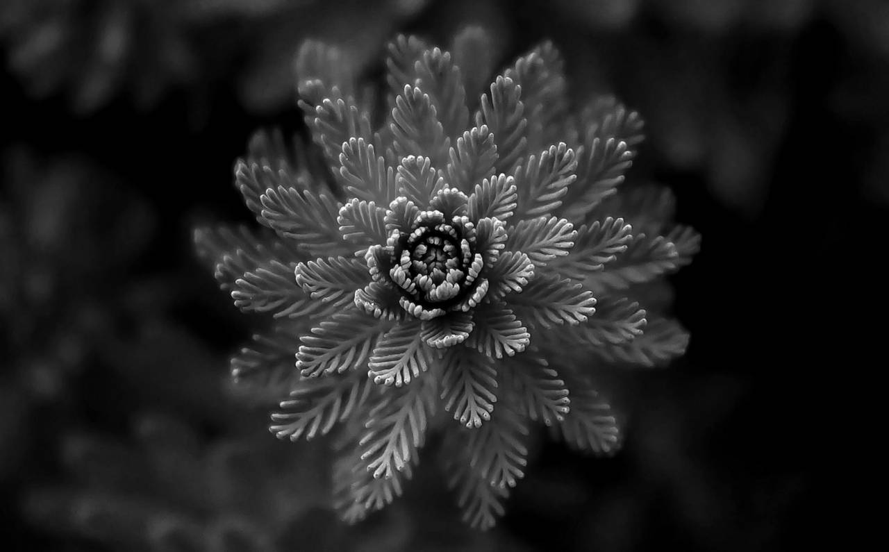   nature  abstract  leaf  flower  green  — free black and white photo