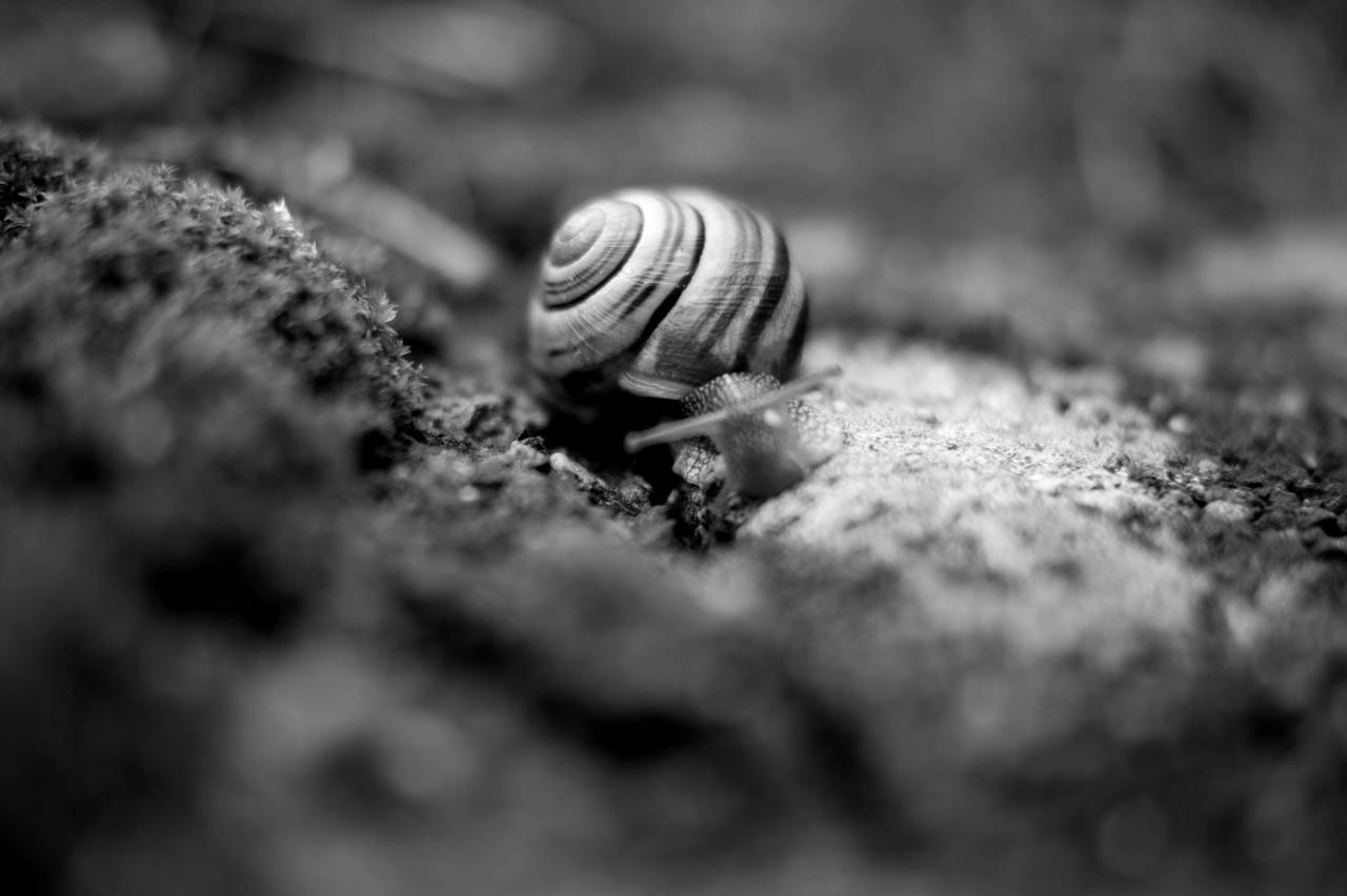   nature  animal  wildlife  green  fauna  — free black and white photo